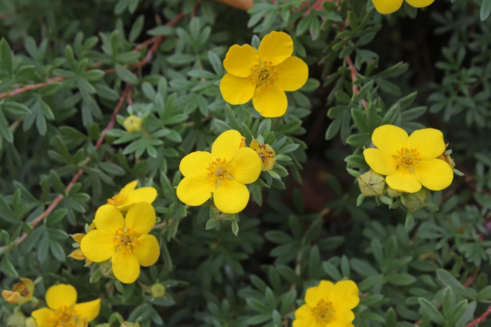 Лапчатка цветение. Лапчатка (dasiphora fruticosa. dasiphora (potentilla) fruticosa. пятилистник кустарниковый - dasiphora fruticosa. курильский чай кустарниковый (dasiphora fruticosa (l.) o. schwarz).