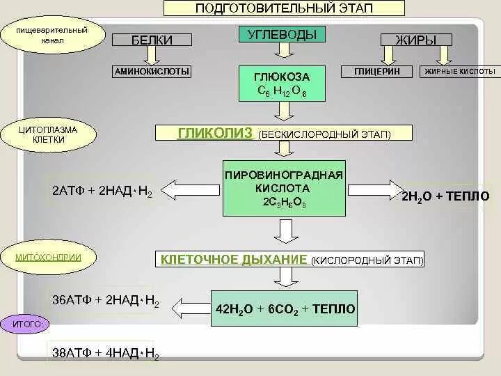 Подготовительный этап бескислородный этап. Схема подготовительной стадии энергетического обмена. Подготовительный этап схема. Обмен белков подготовительная стадия. Клеточный этап обмена углеводов.
