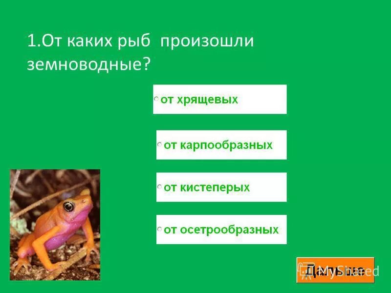 Тест по земноводным 8