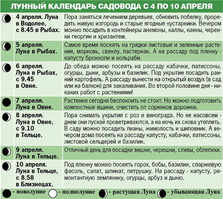 Можно сегодня садить рассаду. На какую луну сажать рассаду. В какие дни лучше сажать рассаду. В полнолуние можно сажать рассаду. На какую луну лучше сажать рассаду.