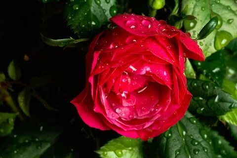 Красные бутоны алиса