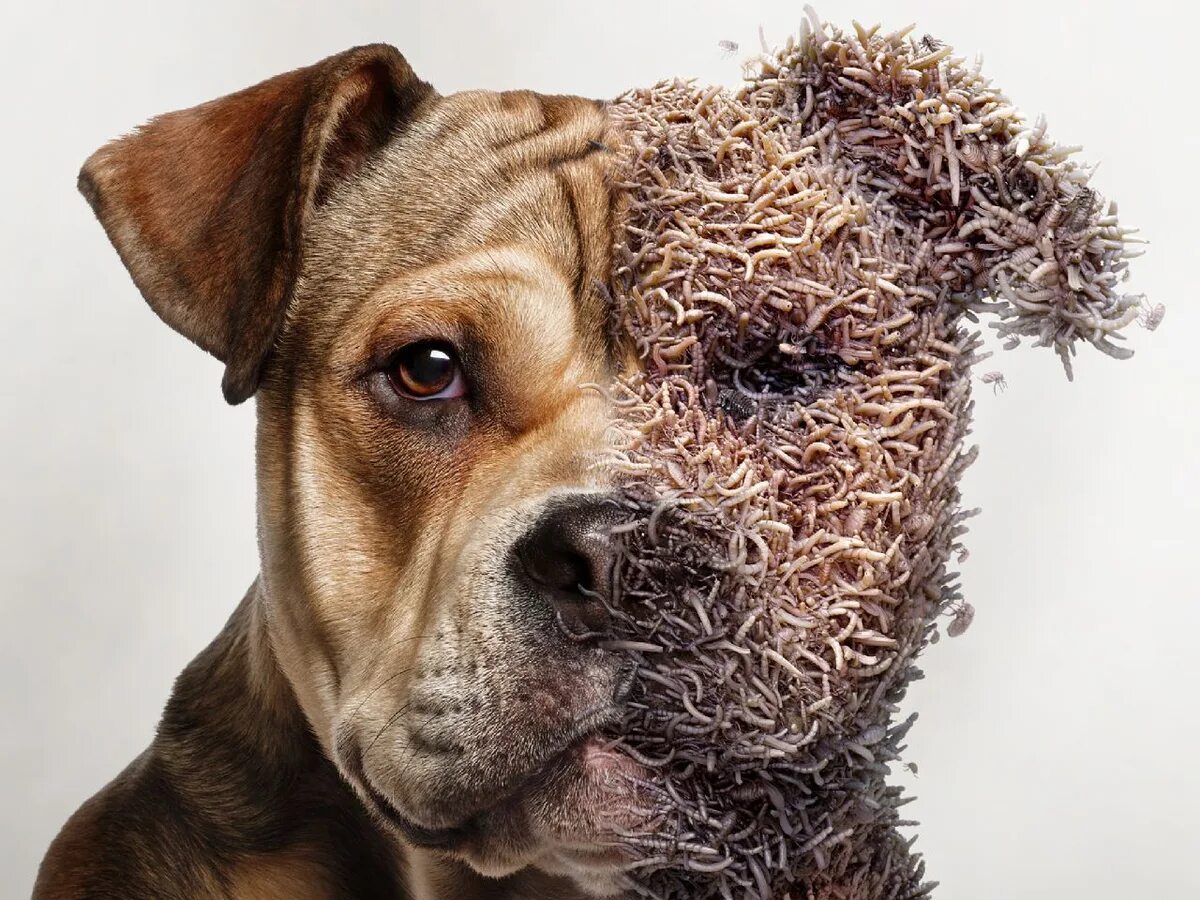 Как выглядит голова собаки Figuring out that your dog has a sensitive stomach is one of the most frustratin