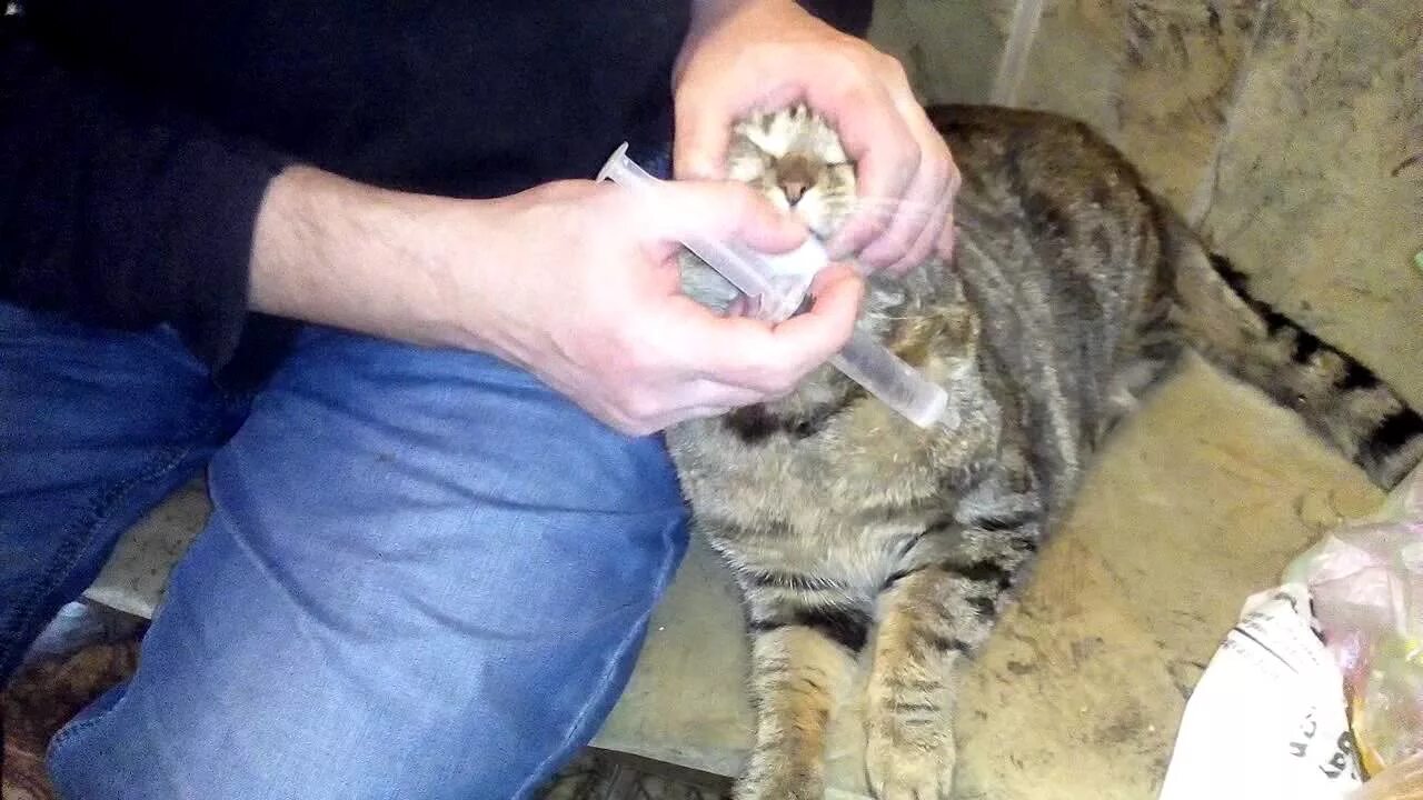 Как напоить котенка
