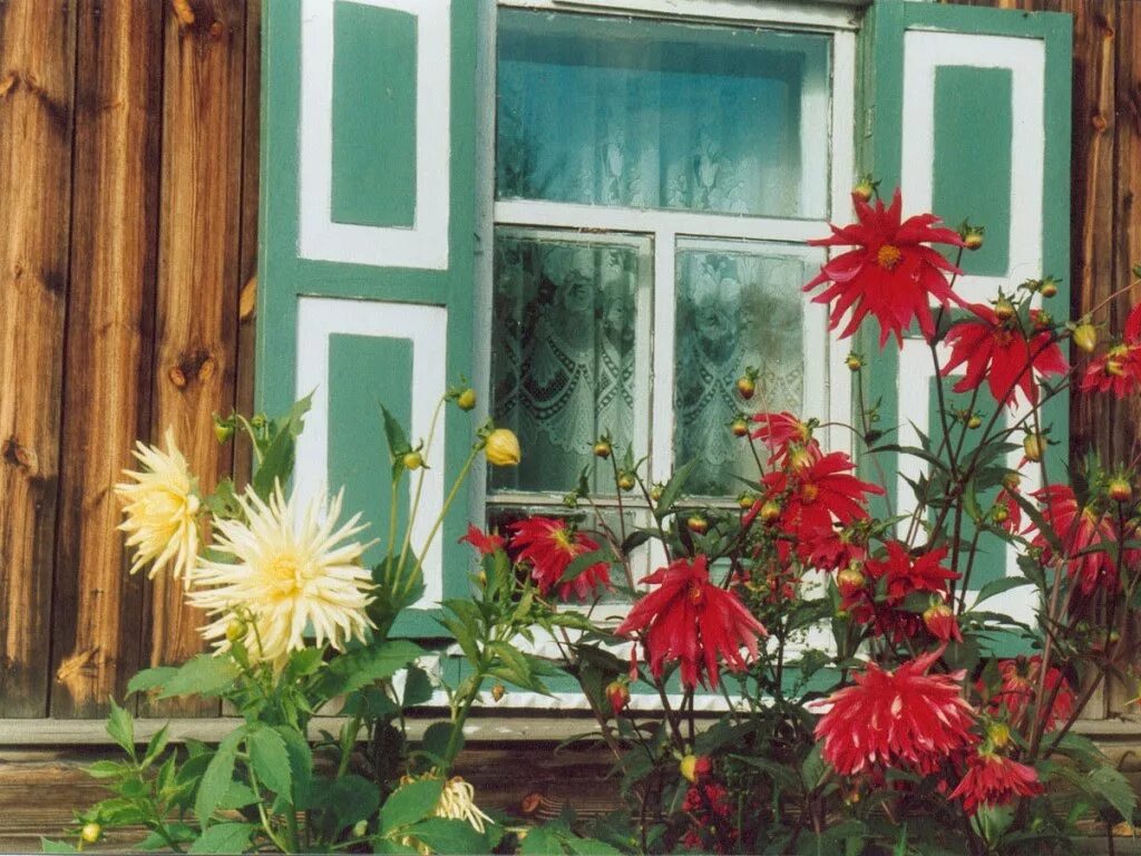 "домик окнами в сад". украшение окон цветами снаружи. садик под окном. клумба перед окном. деревенский дом яблони в цвету.