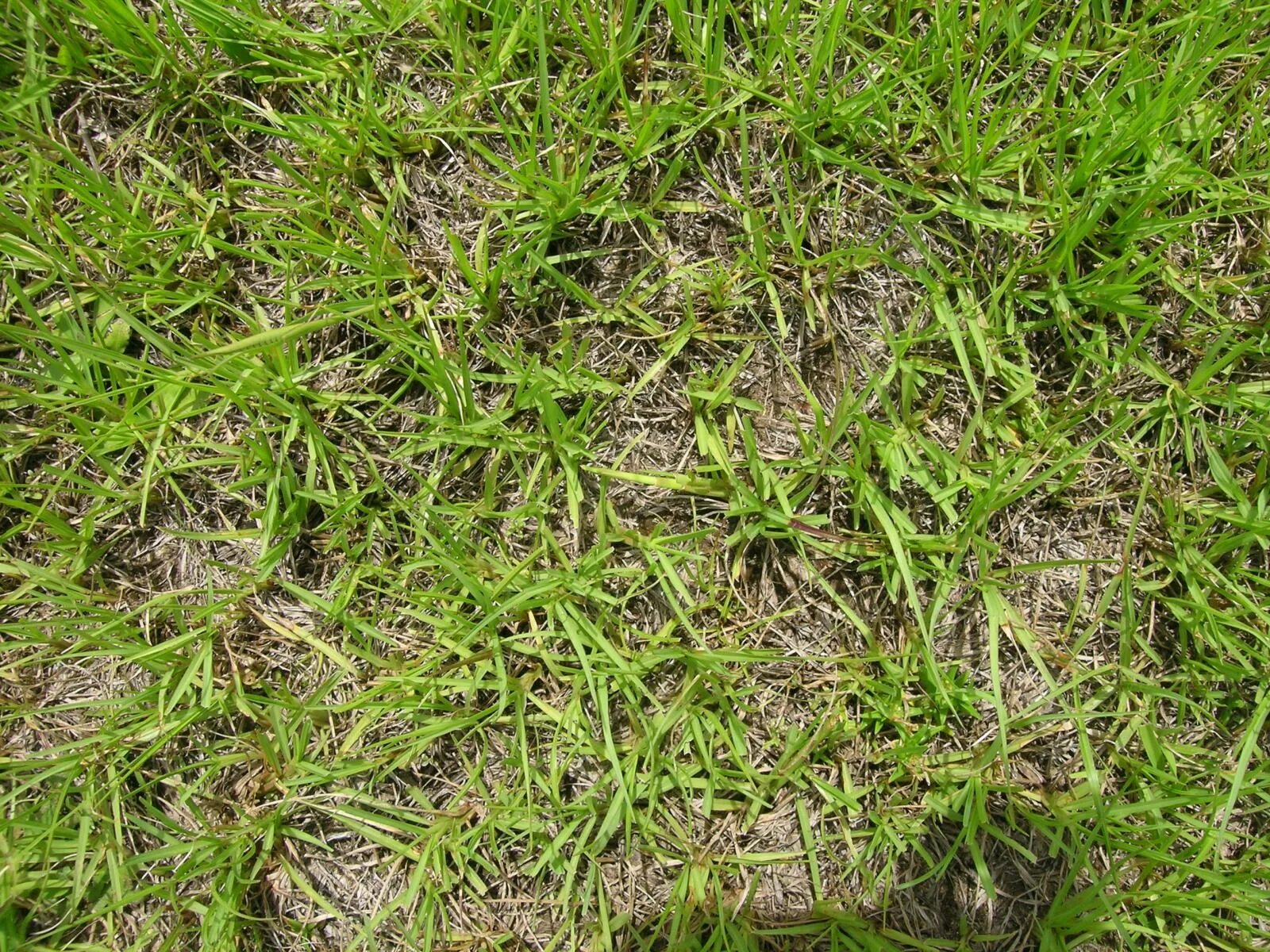 Paspalum notatum. Трава Bahia grass. Paspalum трава. Сад текстура. Grass крипта