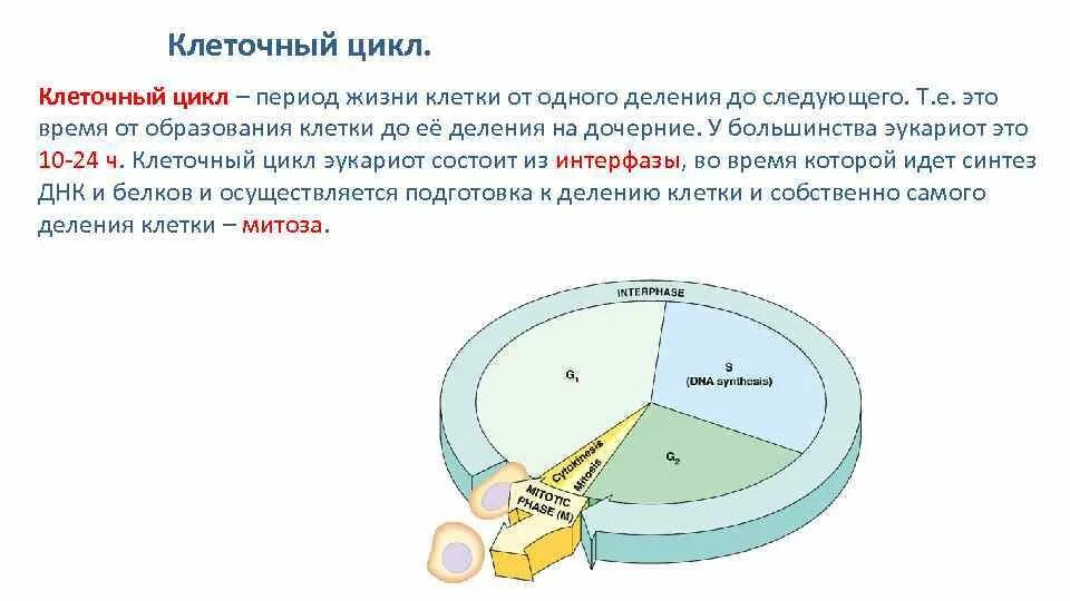 Жизнь клетки до ее деления