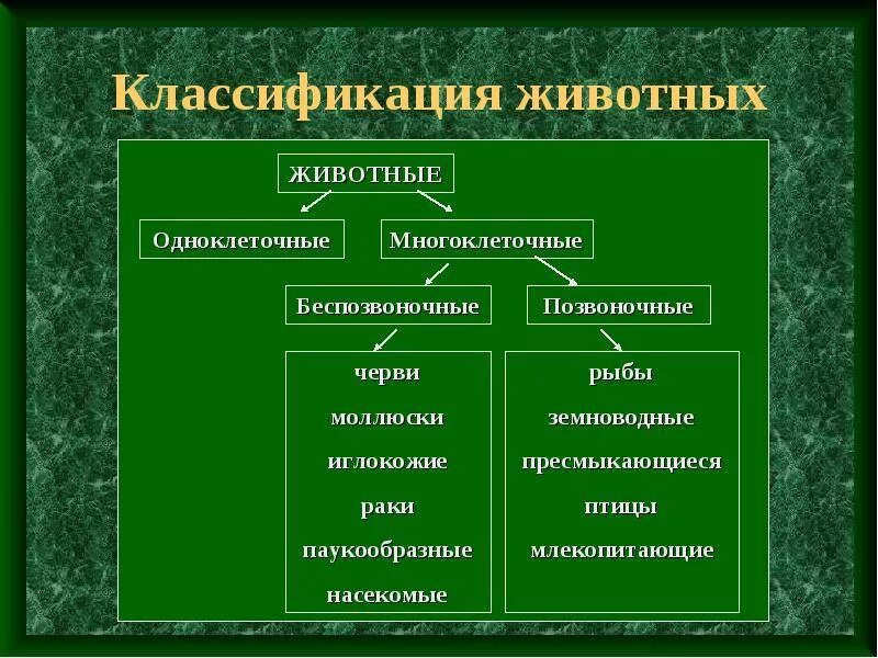 Основные таксономические группы. Типы животных классификация. Систематика животных 5 класс биология. Классификация животных 7 класс биология таблица. Систематика животных Тип вид.