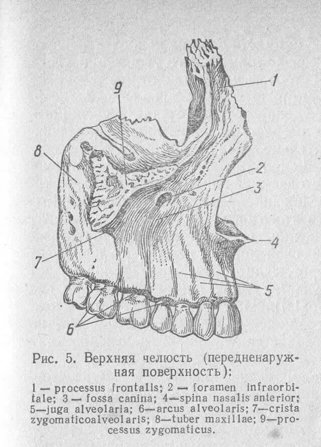 Клыковая ямка. Верхняя челюсть передненаружная поверхность. Верхняя челюсть поверхности и отростки. Бугор верхней челюсти анатомия. Решетчатый гребень верхней челюсти.