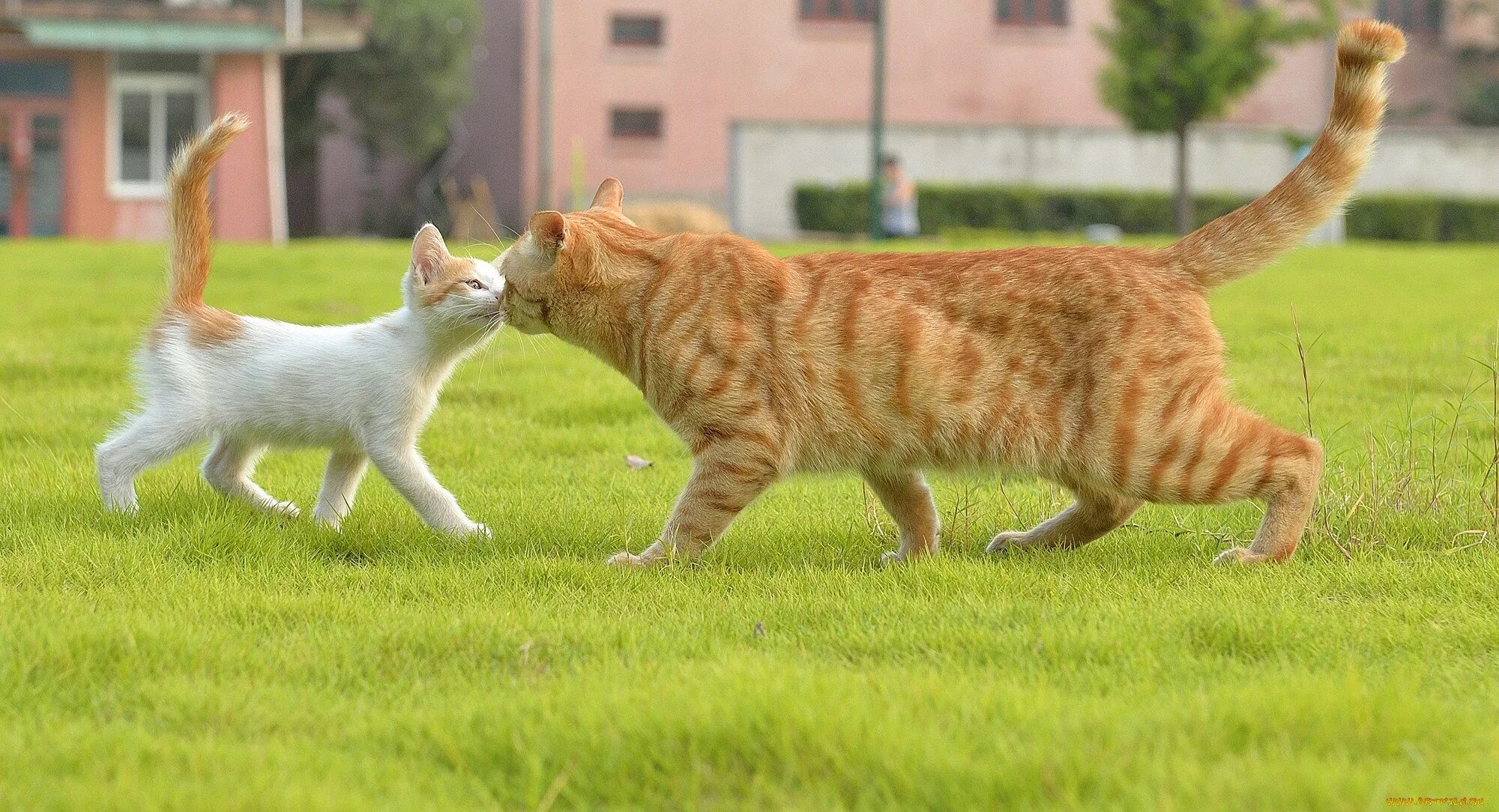 Кошки любящие бегать. Коты и кошки. рыжий кот и кошка. кошка на газоне. кошка с котятами.