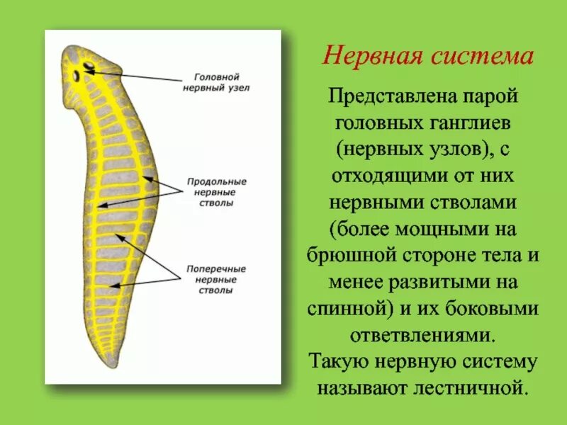 Нервные узлы и нервные стволы. Тип плоские черви нервная система. Нервная система плоских червей представлена. Брюшной нервный ствол у червей. Плоские черви нервная система лестничная.