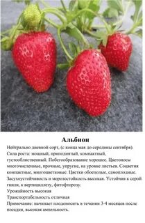 Характеристики сорта альбион