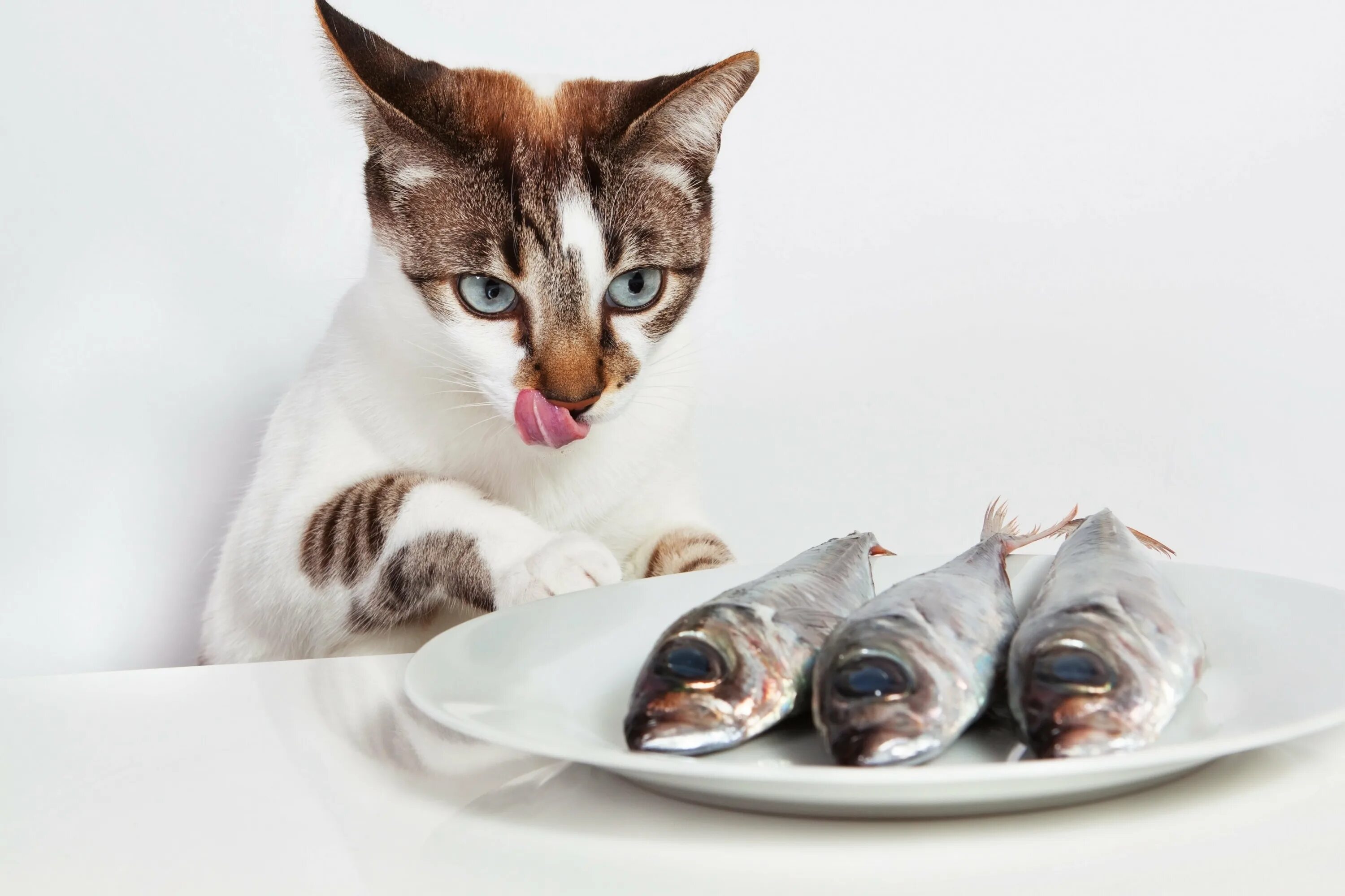 Едят ли коты рыбу. Кошка кушает. котик с едой. кот с рыбой. кошка ест рыбу.