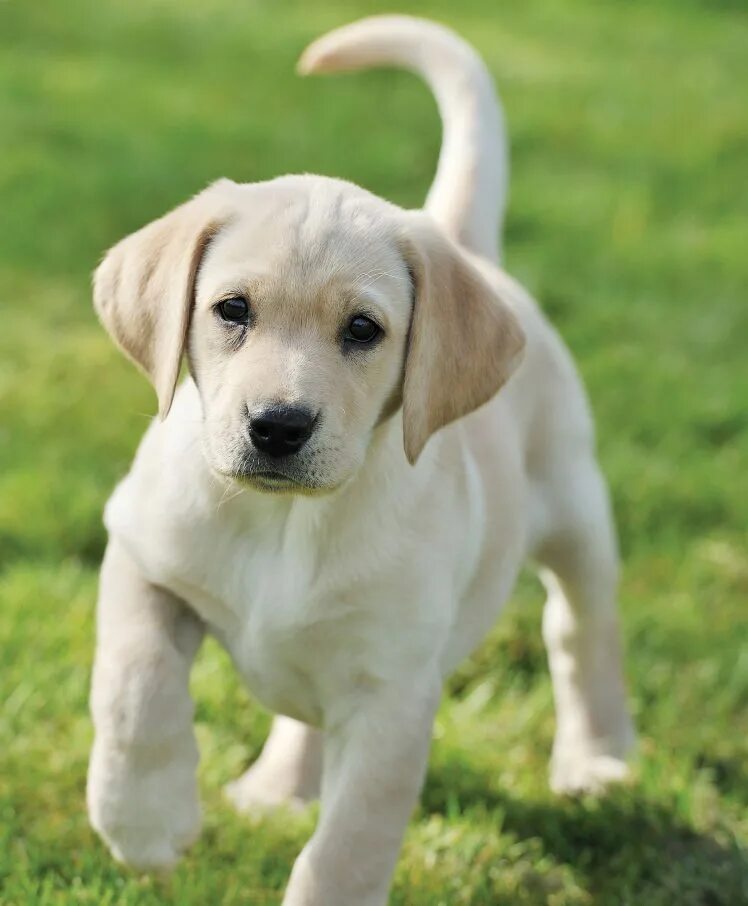 Какую собаку завести. Бигль собака щенок для детей. Короткошерстный бигль. Какую среднюю собаку завести. Бигль собака.