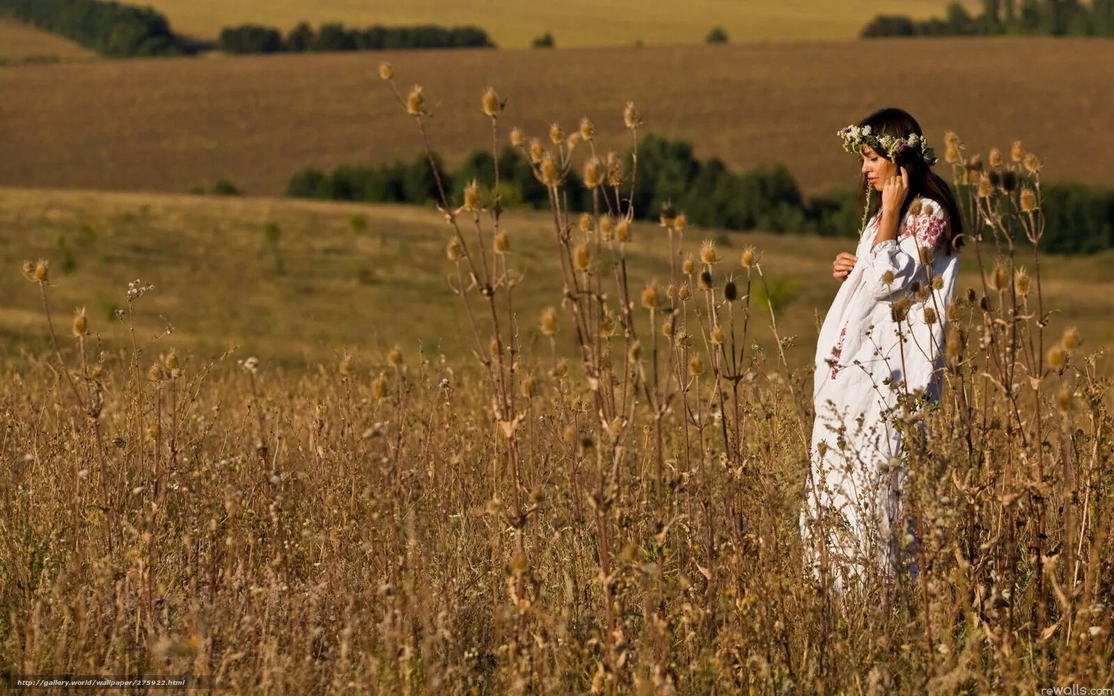 Блондинка в поле цветов. Влюбленные с ромашками. Девушка с васильками. Закат в поле. Славянка в поле.