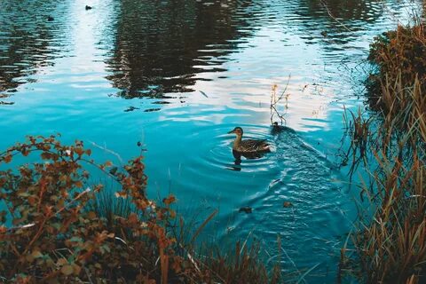 Swimming in the lake перевод