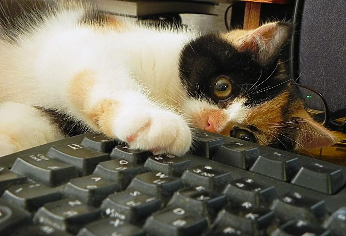 Котики игра устали