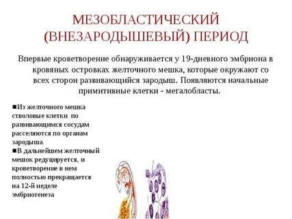 Центральное кроветворение