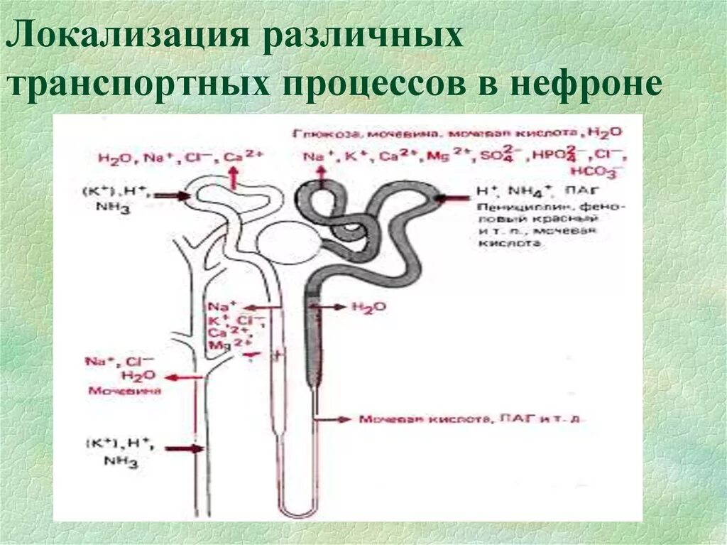 Механизм мочеобразования в нефронах. Строение нефрона реабсорбция. Физиология мочеобразования нефрон. Процессы в нефроне. Что образуется в нефроне