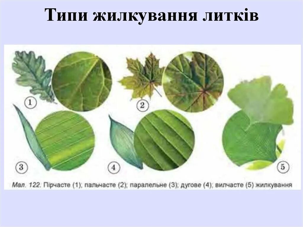 Лист жилка корень. Пальчатое жилкование листа у двудольных растений. Жилкование листьев примеры. Жилка листа. Жилкование листьев без подписей.