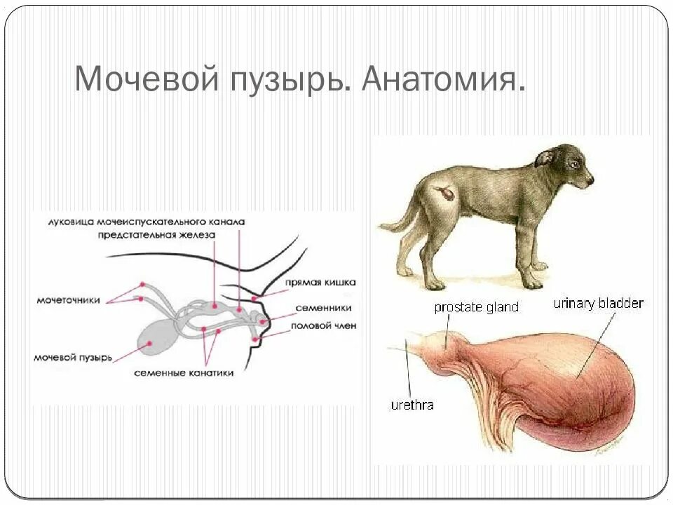 Где у собаки железы. Строение мочевого пузыря у собаки. Анатомия мочевой системы собак. Мочевой пузырь собаки анатомия. Строение мочевого у собак.