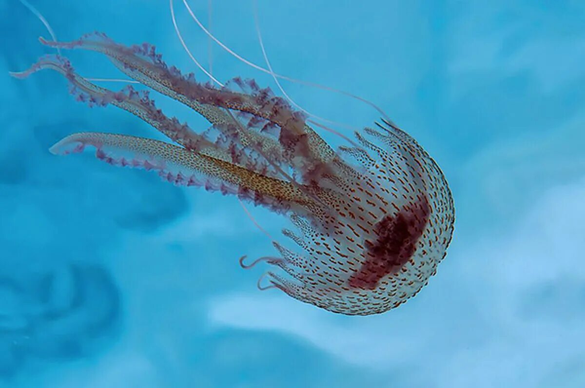 Жало медузы. Пелагия ночесветка (pelagia noctiluca). Пелагия ночесветка (pelagia noctiluca). Цериантус трубчатый анемон. Корнерот медуза в черном море опасны.