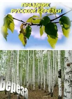 Отчет о дне березы