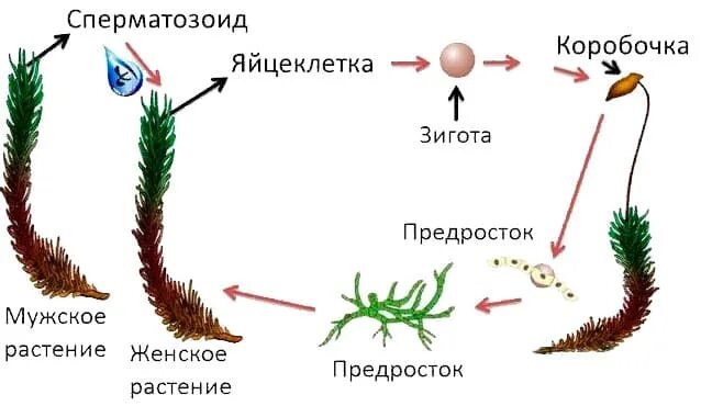 Цикл развития мха Кукушкин лен 6 класс. Размножение моховидных растений. Размножение моховидных растений схема. Размножение сфагнума схема. Жизненные циклы высших споровых