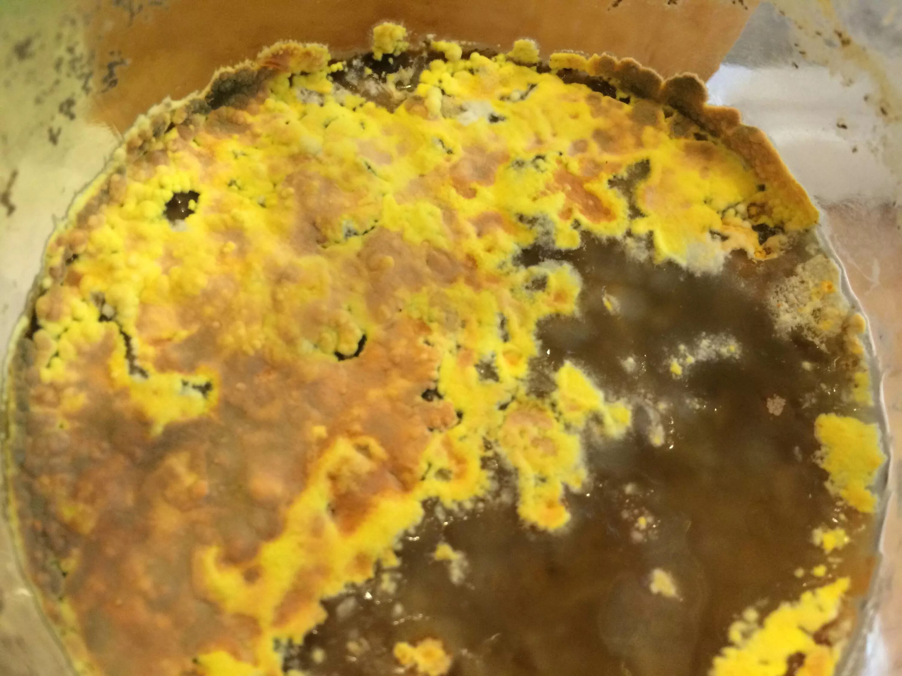 Подборка фото желтой плесени Chrysosporium luteum Природная галерея Фотогалерея 