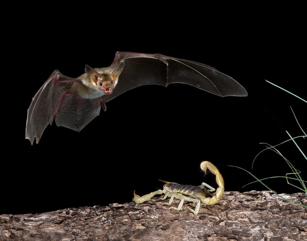 Дракула летучая мышь. Летучая мышь прикол. Дьявольская летучая мышь. Крылья рукокрылых. Спаривание летучих мышей.