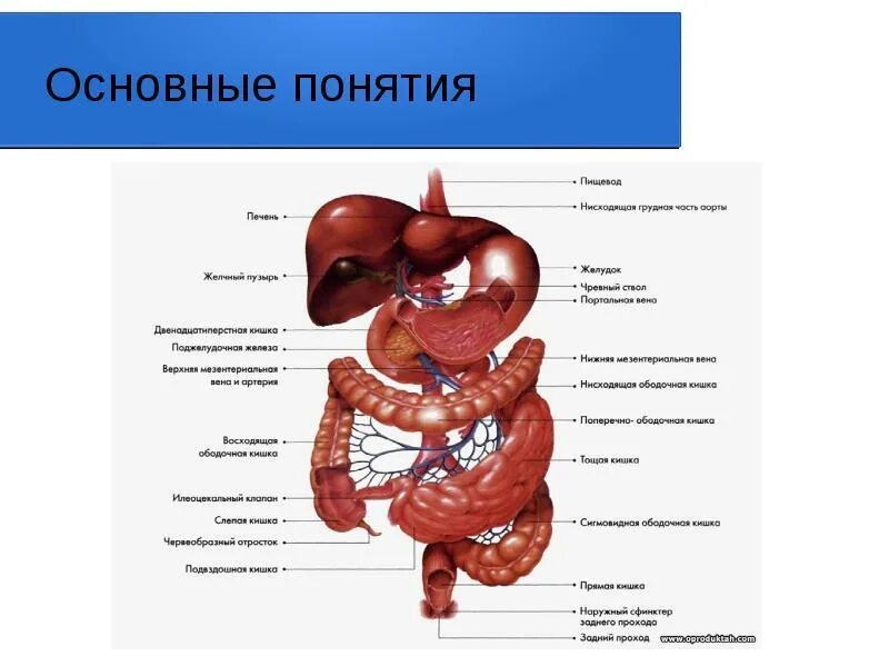 Желудочно кишечный тракт человека состоит из. Желудочно кишечный тракт человека состоит из