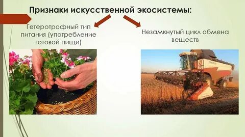 Отношения в искусственных экосистемах