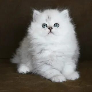 Персидская шиншилла