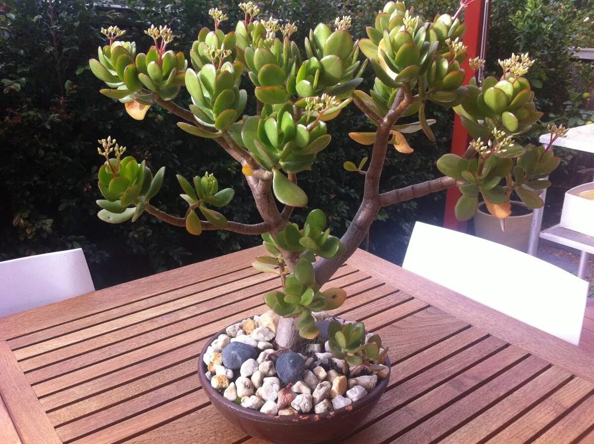 Crassula spathulata толстянка. Крассула толстянка бонсай. Крассула Овата денежное дерево. Суккулент Крассула Овата. Пересадка крассулы