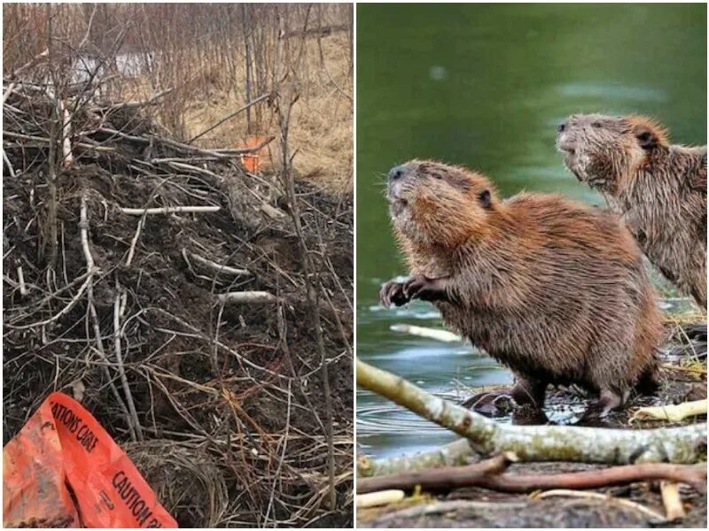 Бобры из бразилии сегодня. Бобры из Бразилии. Фото боры покидают свой дом.