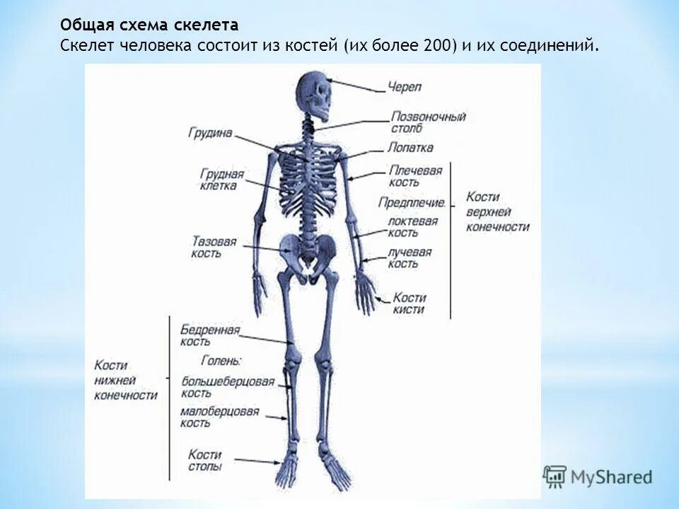 2 рычаг в скелете человека