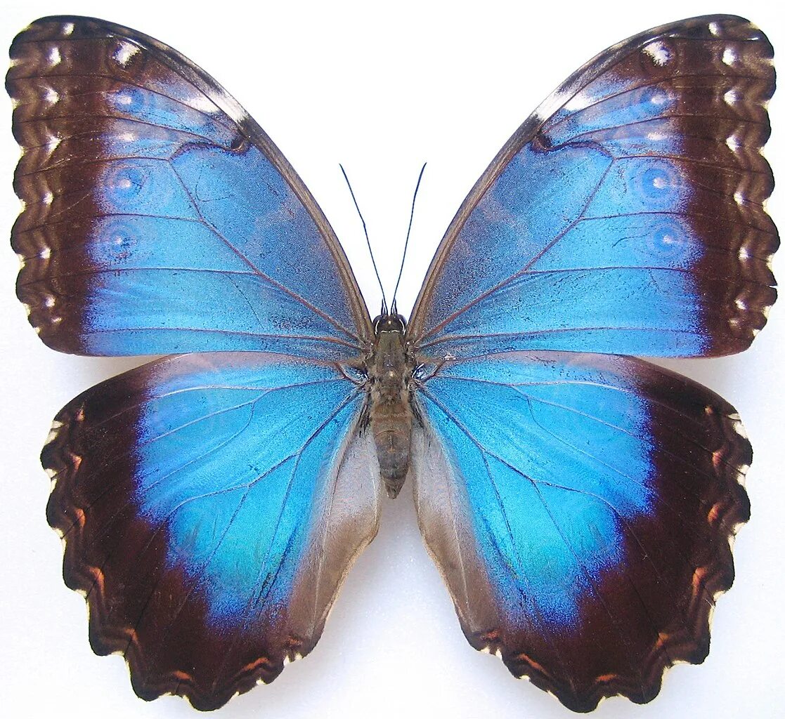 Бабочка морфо пелеида. Бабочки morpho peleides (морфо пелеида). Бабочка морфо пелеида. Морфо пелеидес бабочка. Бабочки morpho peleides (морфо пелеида).