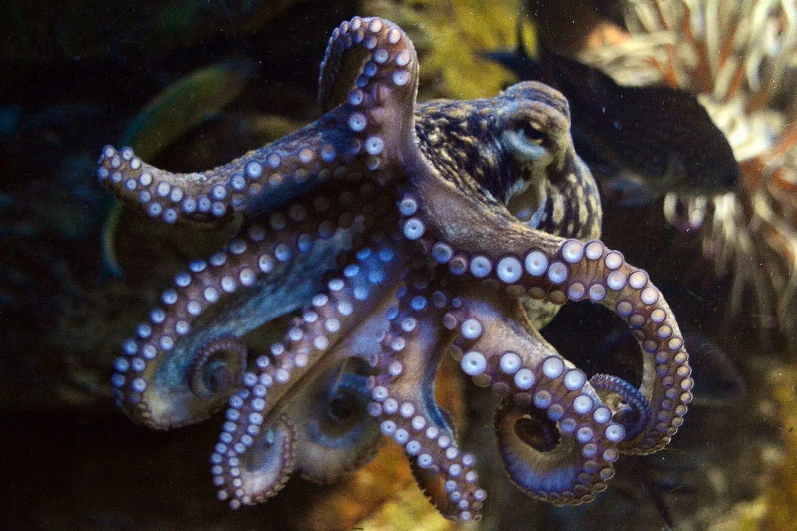 Осьминог это животное или нет. Осьминог Octopus vulgaris. Октопус вульгарис. Осьминог Кракен. Кольчатый осьминог синий осьминог.