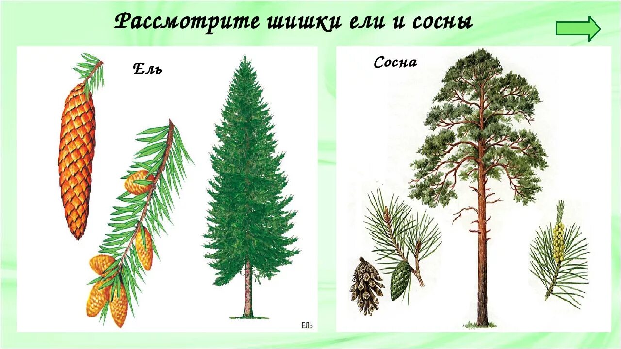 Хвойное растение схема. Сосна ель лиственница шишки. Хвоинки сосна и ель. Ель шишки и хвоинки. Хвойники ель и сосна.