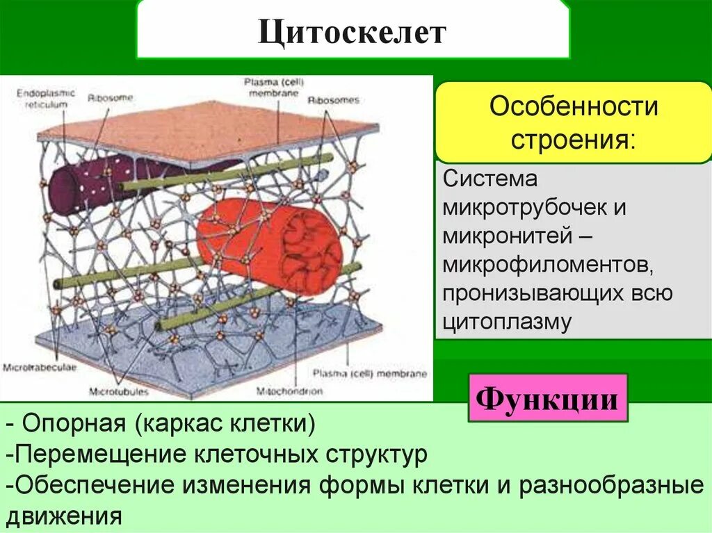 Какой основной компонент содержится в цитоплазме. Строение и функции цитоскелета. Цитоскелет микрофиламенты. Цитоскелет строение и функции. Цитоскелет эукариот строение.