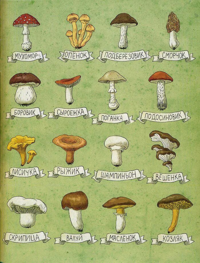 Съедобные грибы. Название съедобных грибов. Царство грибов название. Название грибов в царство грибов. Грибы на букву т