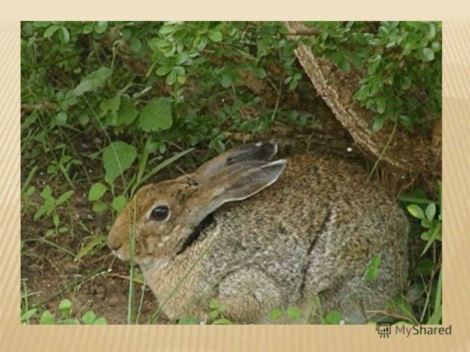 Где живёт заяц в лесу. Где обитают зайцы. Заяц живет. Заяц обитает в лесах. Заяц живет в норе.
