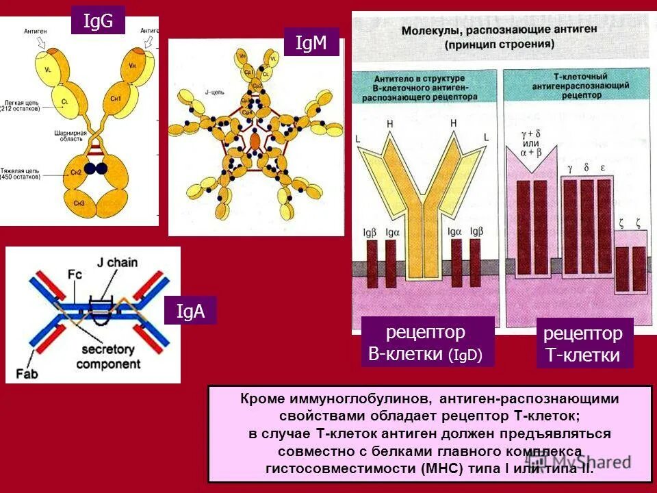 Клеточные антигены. Антиген распознающего Рецептор в-клетки.. Молекулы распознающие антигены. Распознают антигены иммуноглобулины. Рецепторы иммунных дендритных клеток.