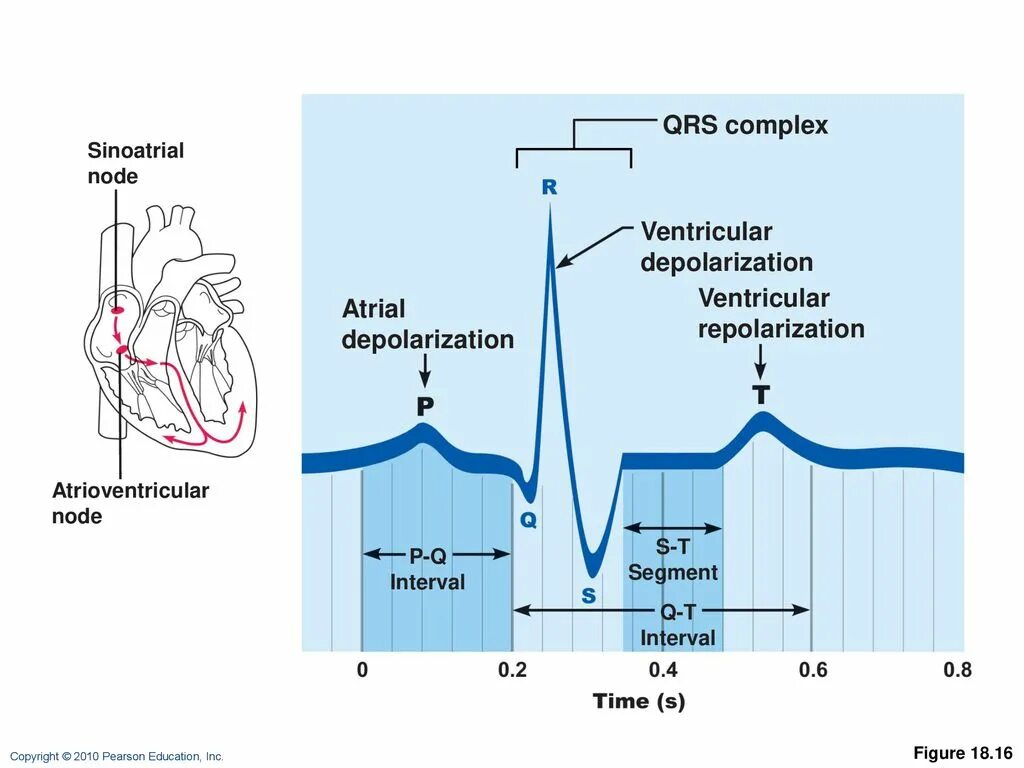 Qrs на экг что это. Процессы деполяризации на ЭКГ. ЭКГ деполяризация и реполяризация. Волны деполяризации и реполяризации ЭКГ. ЭКГ QRS деполяризация.