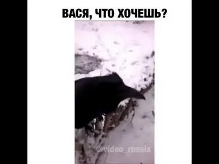 Говори вася