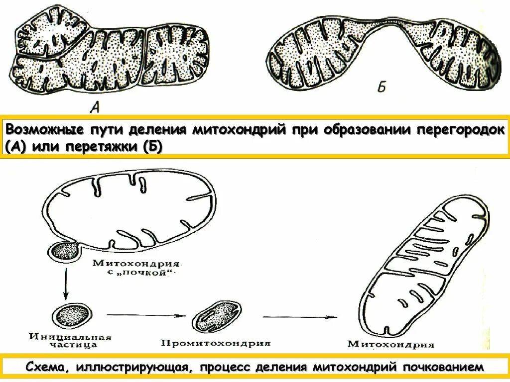 У какой клетки образуется клеточная перетяжка. Митохондрии деление схема перетяжка. Деление митохондрий. Процесс деления митохондрии. Митохондрии размножаются путем деления.