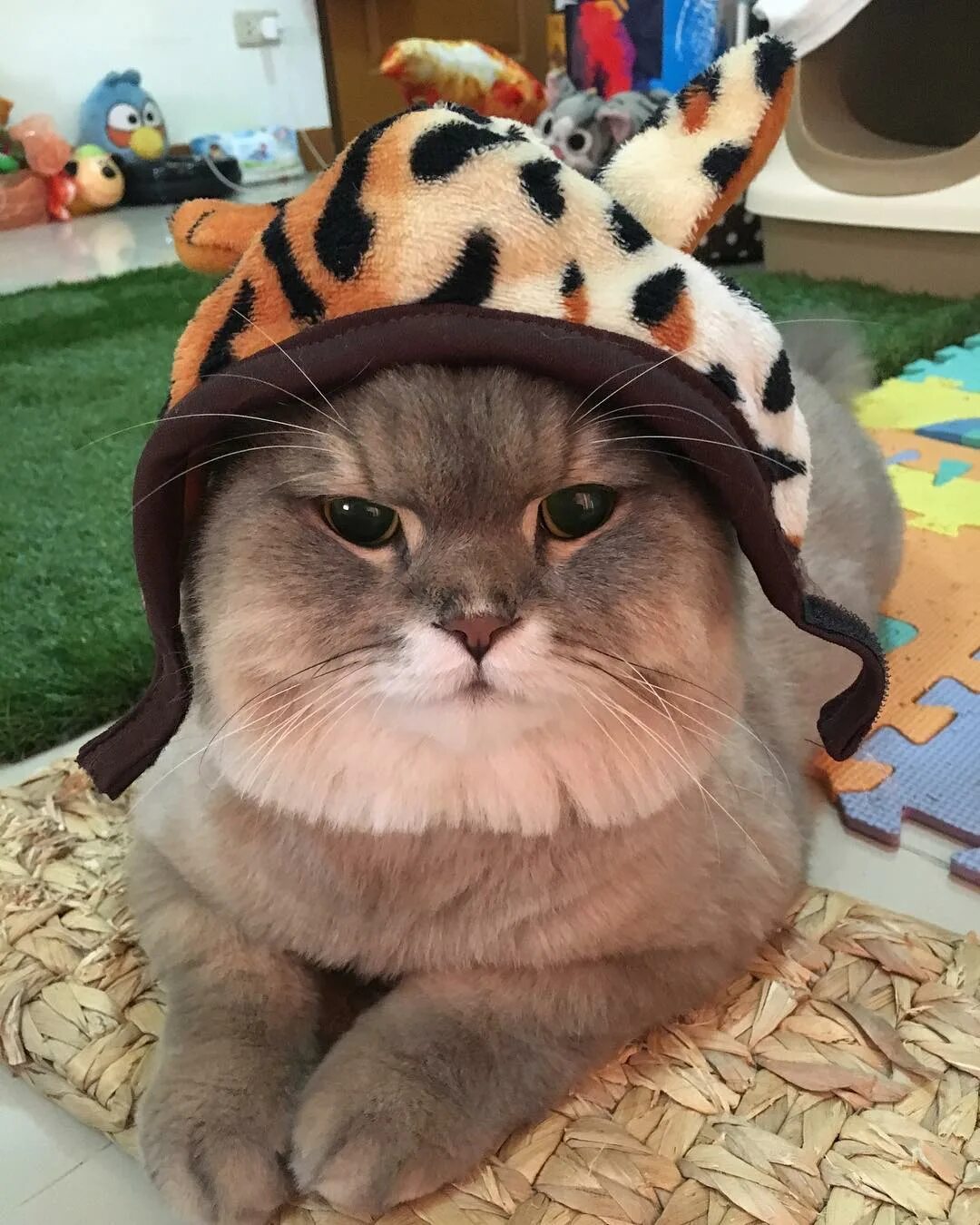 Bone bone cat