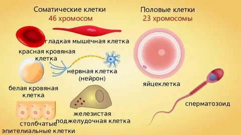 Яйцеклетка набор