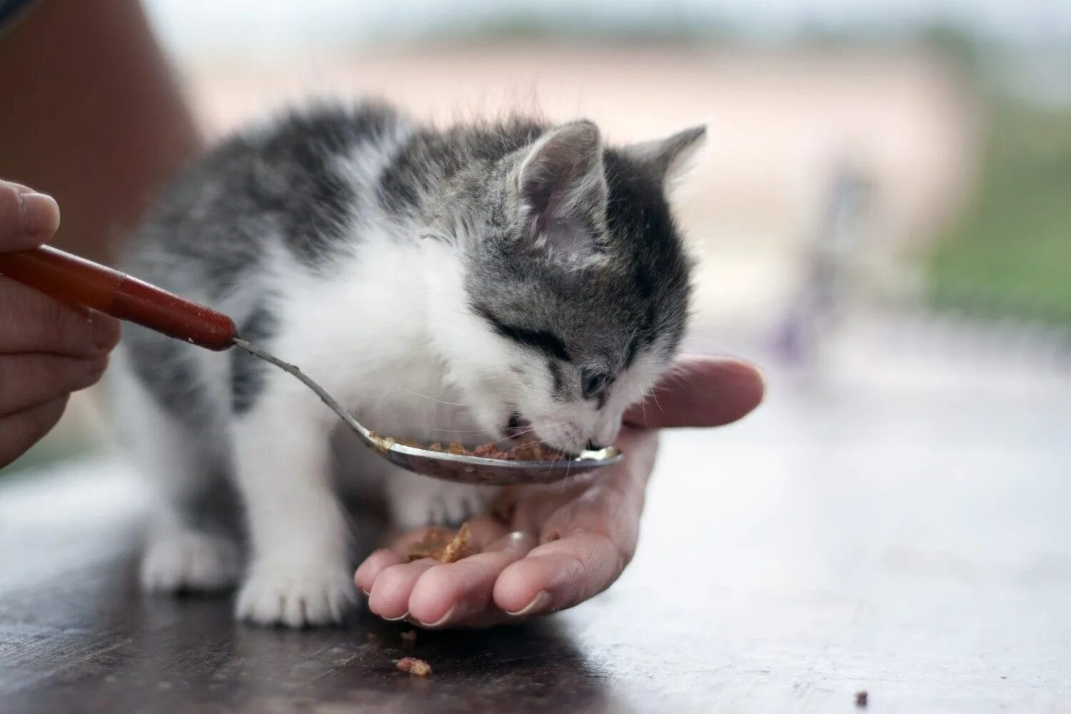 Кормящая кошка. Покорми кошку. Человек кормит кота. Кот кормит кошку.