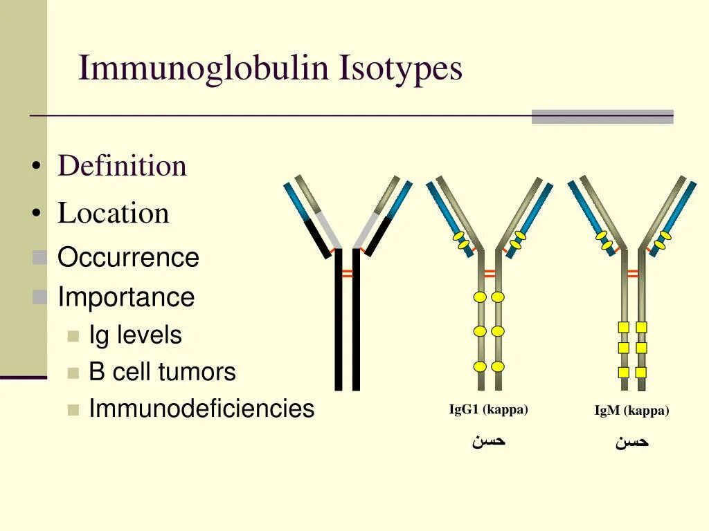 Иммуноглобулин Каппа. Иммуноглобулин лямбда. Легкие цепи иммуноглобулинов Каппа и лямбда. Immunoglobulin g.