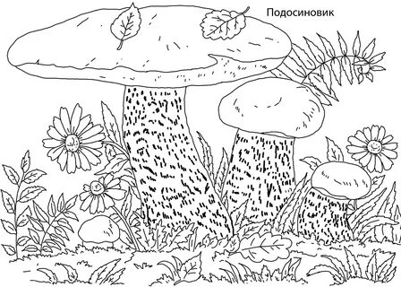 Раскраски грибы